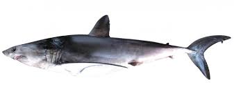 Image result for Prionace glauca