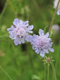 Image result for Scabiosa canescens