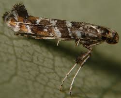 Attēlu rezultāti vaicājumam “Gracillaria syringella”