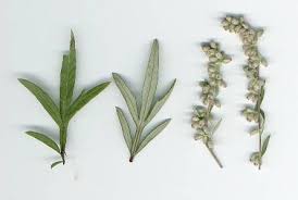 Attēlu rezultāti vaicājumam “Artemisia vulgaris leaf”