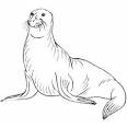 Seal coloring page