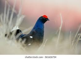 Image result for Tetrao tetrix