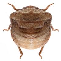 Attēlu rezultāti vaicājumam “Planaphrodes sp.”