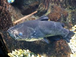 Image result for Ameiurus catus
