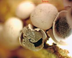 Attēlu rezultāti vaicājumam “Lycogala ustulatum macro”