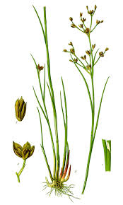 Attēlu rezultāti vaicājumam “Juncus articulatus”