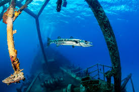 Image result for Dive Barracuda