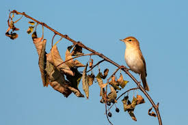 Attēlu rezultāti vaicājumam “Acrocephalus dumetorum”