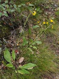 Attēlu rezultāti vaicājumam “Hieracium vulgatum”