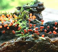 Attēlu rezultāti vaicājumam “Hemitrichia decipiens var. hemitrichoides”