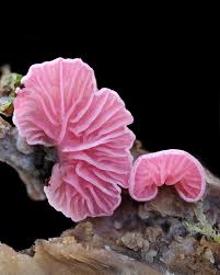 Attēlu rezultāti vaicājumam “Bryum pallescens sporophyte”