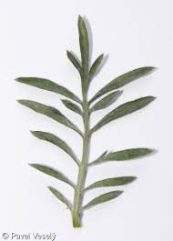 Attēlu rezultāti vaicājumam “Centaurea stoebe leaf”