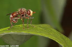 Attēlu rezultāti vaicājumam “Sicus ferrugineus”