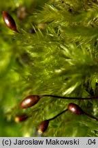 Attēlu rezultāti vaicājumam “Sciuro-hypnum populeum”