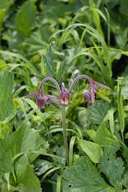 Attēlu rezultāti vaicājumam “Galium rivale fruit”