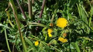 Attēlu rezultāti vaicājumam “Lactuca serriola”