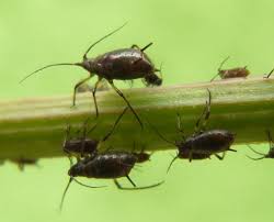 Attēlu rezultāti vaicājumam “Uroleucon hypochoeridis”