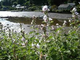 Image result for Althaea officinalis