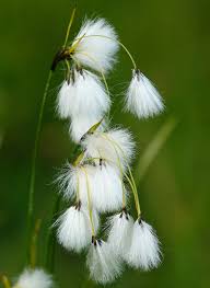 Attēlu rezultāti vaicājumam “Eriophorum latifolium flower”