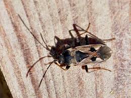 Image result for Rhyparochromus