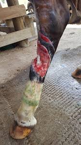 Image result for "proud flesh"