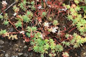 Attēlu rezultāti vaicājumam “Hylotelephium maximum leaf”