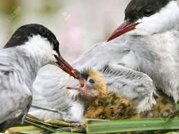 Attēlu rezultāti vaicājumam “Chlidonias hybrida”