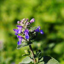 Attēlu rezultāti vaicājumam “Nepeta x faassenii leaf”