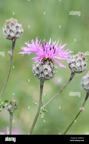 Attēlu rezultāti vaicājumam “Centaurea scabiosa flower”