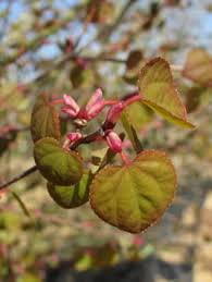 Attēlu rezultāti vaicājumam “Cercidiphyllum japonicum flower”