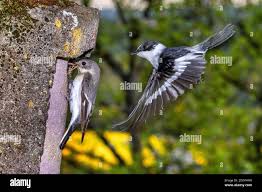 Image result for Ficedula albicollis