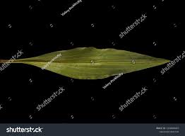 Attēlu rezultāti vaicājumam “Scorzonera humilis leaf”