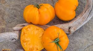 Afbeeldingsresultaat voor debarro black tomato