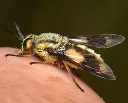 Attēlu rezultāti vaicājumam “Chrysops”