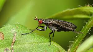 Attēlu rezultāti vaicājumam “Sciomyzidae”