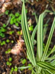 Attēlu rezultāti vaicājumam “Phalaroides arundinacea fruit”