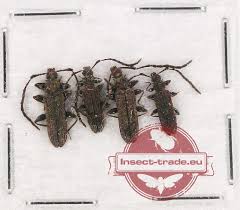 Attēlu rezultāti vaicājumam “Cucujidae”