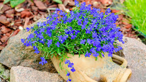 Image result for Männertreu