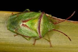 Attēlu rezultāti vaicājumam “Heteroptera”