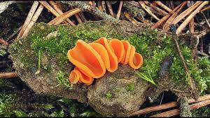 Attēlu rezultāti vaicājumam “Melastiza chateri”