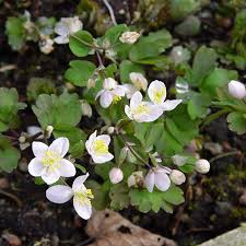 Attēlu rezultāti vaicājumam “Isopyrum thalictroides flower”