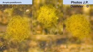 Attēlu rezultāti vaicājumam “Heterotrichia pomiformis (syn. Arcyria pomiformis)”