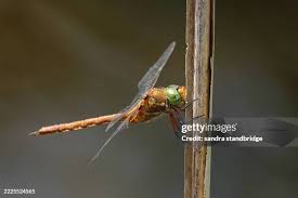 Attēlu rezultāti vaicājumam “Aeshna isoceles”