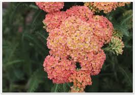 Attēlu rezultāti vaicājumam “Achillea salicifolia flower”
