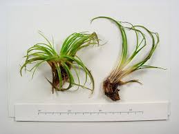 Attēlu rezultāti vaicājumam “Isoetaceae”