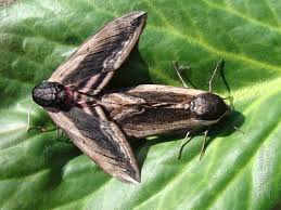 Attēlu rezultāti vaicājumam “Sphinx ligustri”