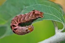 Attēlu rezultāti vaicājumam “Melanchra persicariae imago”