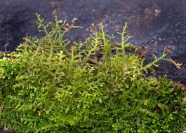 Attēlu rezultāti vaicājumam “Lepidozia reptans”