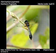 Attēlu rezultāti vaicājumam “Licea pygmaea macro”