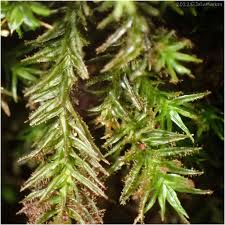 Attēlu rezultāti vaicājumam “Orthotrichum lyellii”